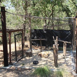 Red-Tailed Hawk Exhibit