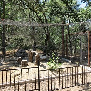 Golden Eagle Exhibit
