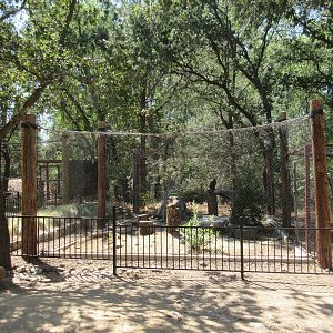 Golden Eagle Exhibit