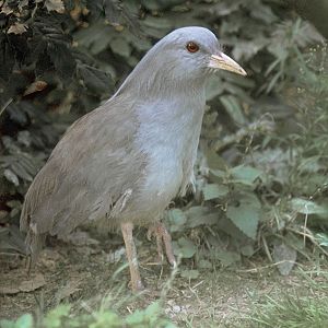 Kagu 1972