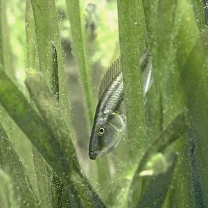 Malawi eyebiter ca 1990