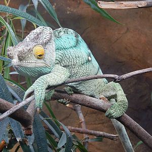 Male Parson's Chameleon