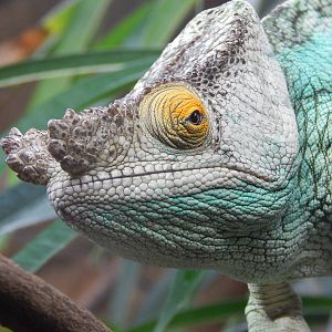 Male Parson's Chameleon