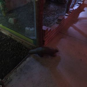 Chinese Pangolin Makes a Break For Freedom!