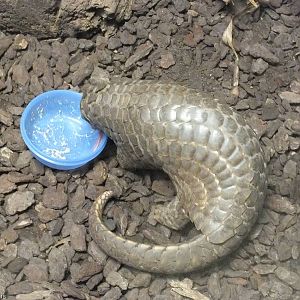 Pangolin Eating