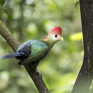 Red-crested turaco, 3/14/15