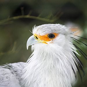 Secretary bird, 3/14/15