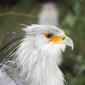 Secretary bird, 3/14/15