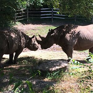 Black Rhino Overview