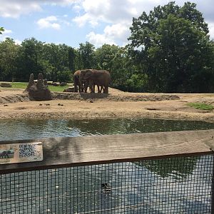 African Bush Elephant Exhibit