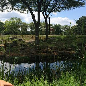 Giraffe and Zebra Exhibit