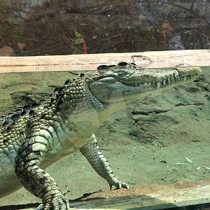 Phillipine Crocodile