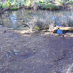 American Alligator Enclosure