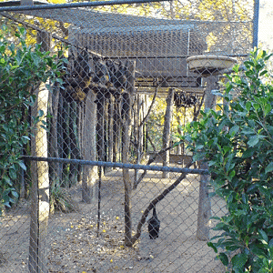 Fruit Bat Enclosure