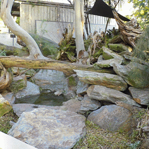 Tasmanian Devil Enlcosure