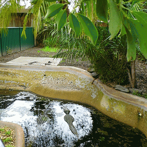 New Alligator Exhibit