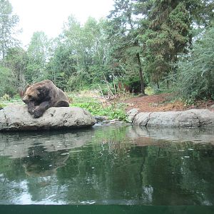 Grizzly Bear Exhibit