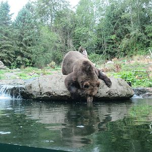 Grizzly Bear Exhibit - drinking bear