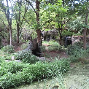 Ring-Tailed Lemur/Blue-Winged Goose Exhibit