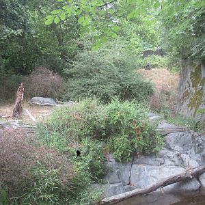 Lowland Gorilla Exhibit (through glass) - see spider up close and gorilla i