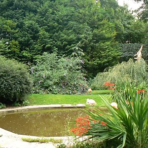 Greater Flamingo Enclosure