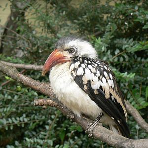 Red-billed Hornbill?