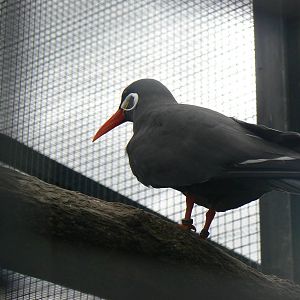 Inca Tern