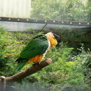 Black-headed Caique