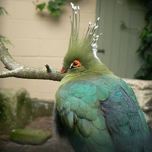 Schalow's Turaco