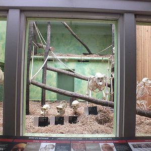 Display in Great Apes building