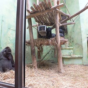 Part of the Gorilla Indoor Area (for Eastern and Western Gorillas)