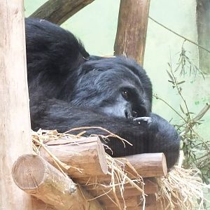 Eastern Gorilla 'Amahoro'