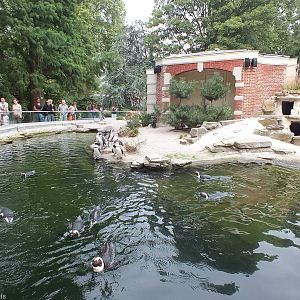 Penguin Enclosure