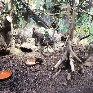 Enclosure for Black-and-rufous Giant Sengi