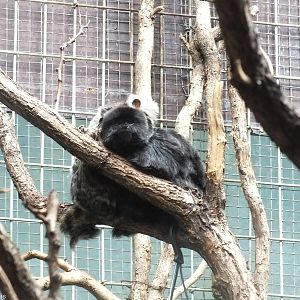 Bundle of Small Primates