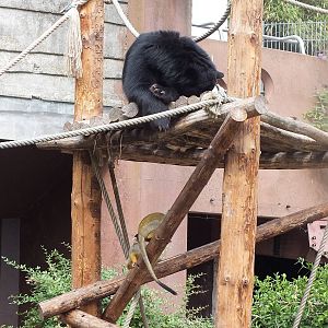 Spectacled Bear with Squirrel Monkeys
