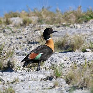 Australian Shelduck