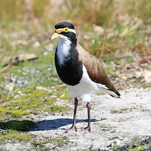 Banded Lapwing