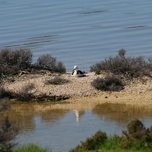 Black-winged Stilt