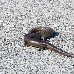 King's Skinks