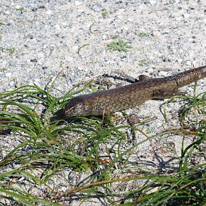 King's Skink