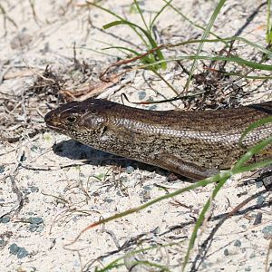 King's Skink