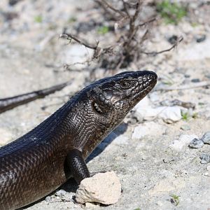 King's Skink