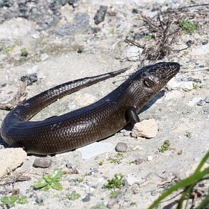 King's Skink