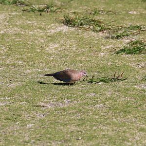 Laughing Dove
