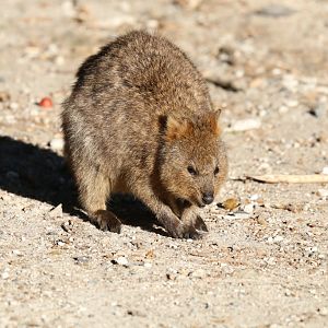 Quokka