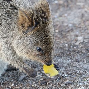 Quokka