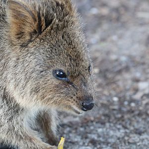 Quokka