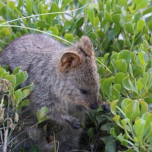 Quokka