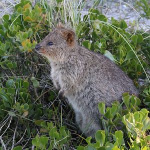 Quokka